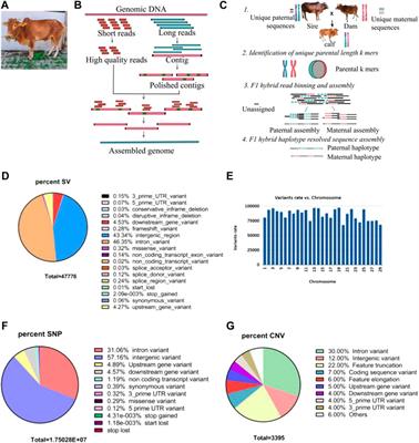 Hybrid de novo and haplotype-resolved genome assembly of Vechur cattle — elucidating genetic variation